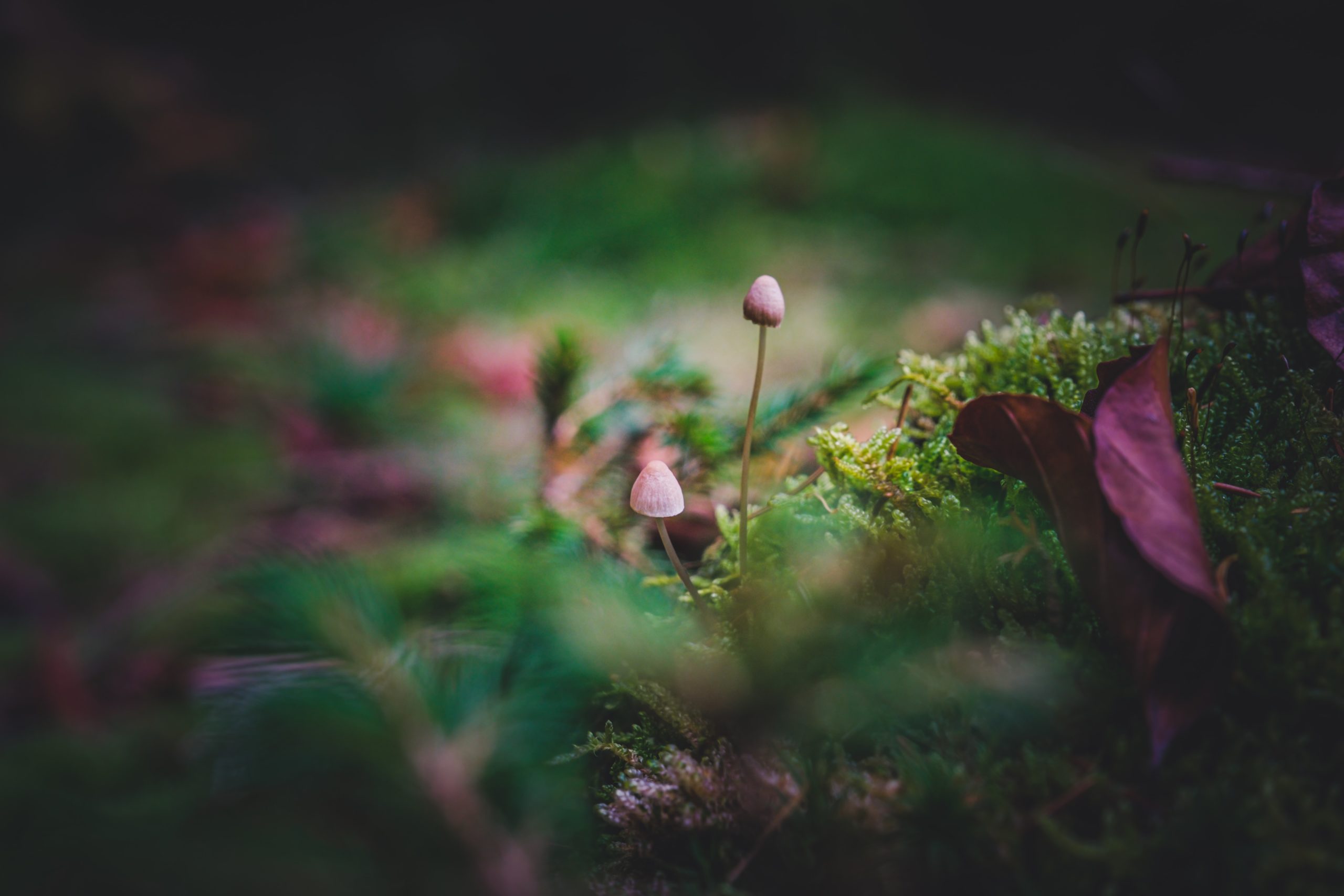 警惕团队“蘑菇种植”
